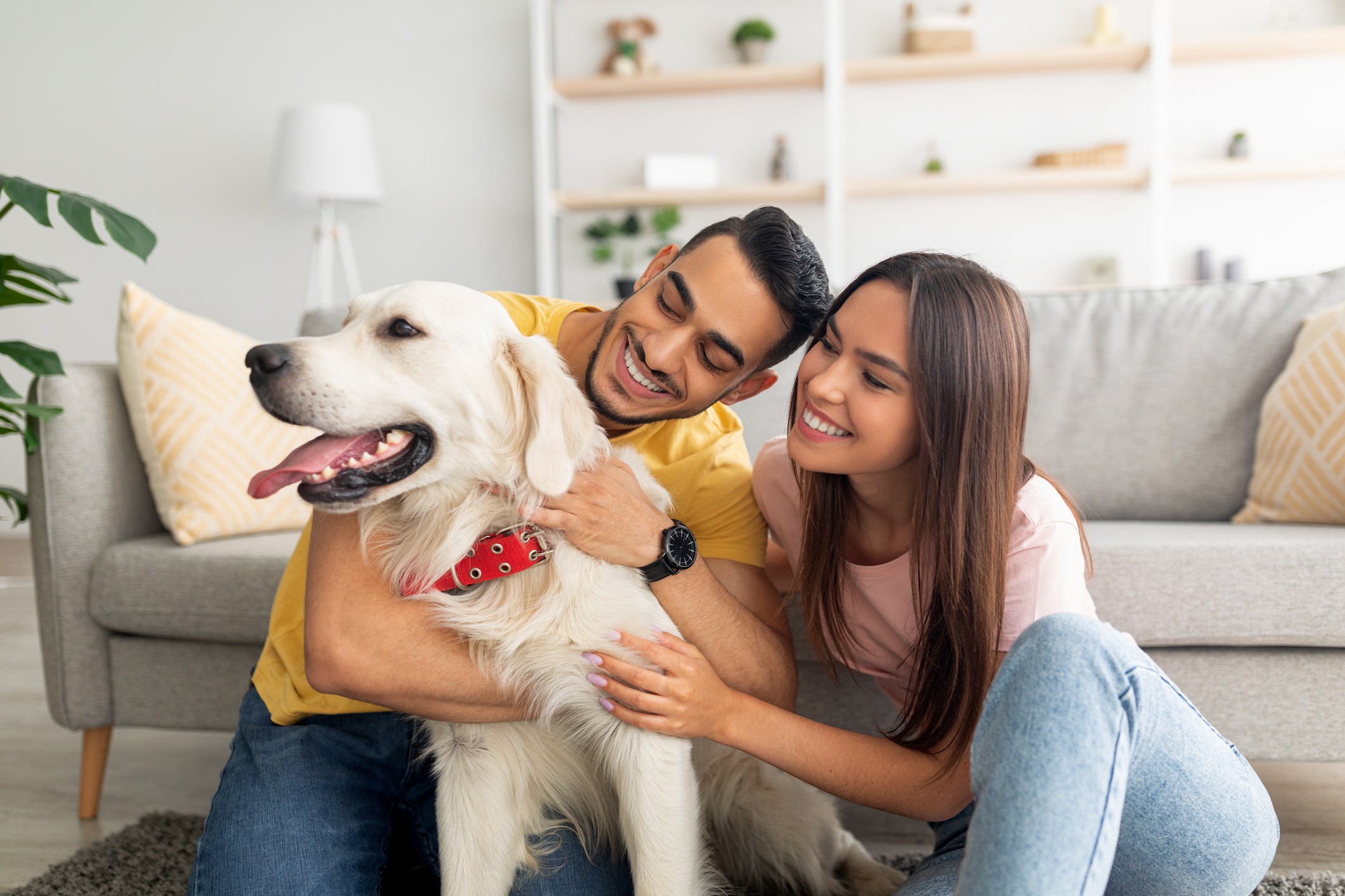 Nova Linha Pet Flexform: como oferecer mais conforto para os pets? 