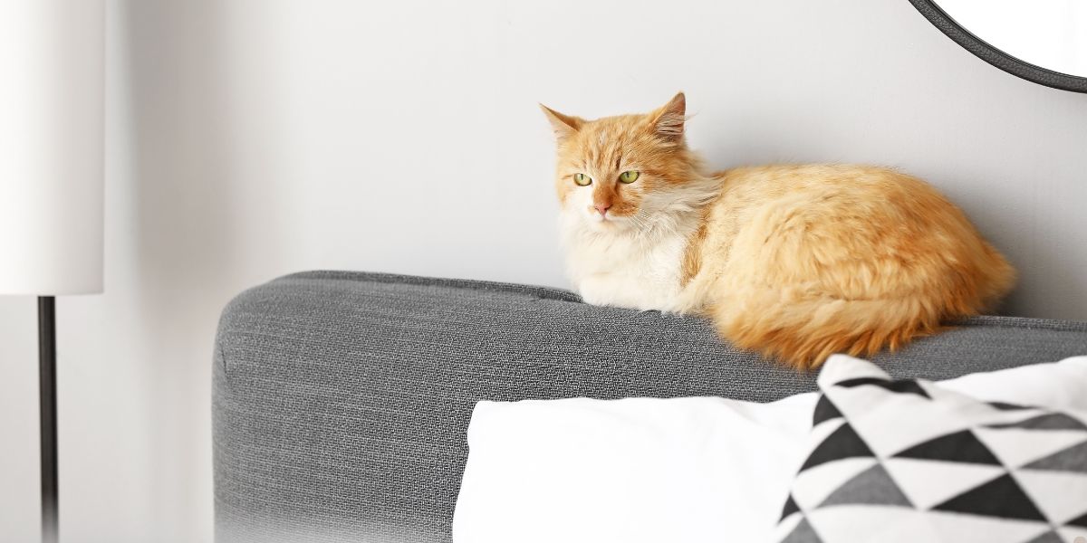 Design pet-friendly: como integrar tapete e sofá para pet à decoração da casa e escritório 